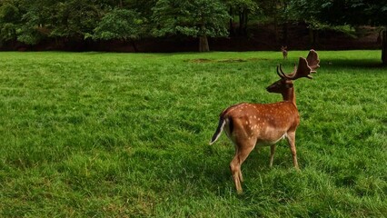 Rehe und Hirsche auf grüner Lichtung, Tiere, Wildtiere, friedlich
