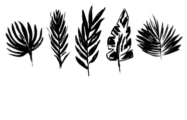 Set of grunge textured vector black ink hand dawning tropical leaves, fern, palm, banana leaf. Artistic paintbrush texture botanical elements for textile pattern design, greeting card, logo