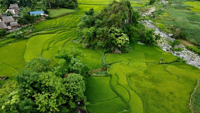 Ricefield in Vietnam