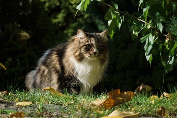 Siberian cat in the garden among autumn flowers and leaves, illuminated by the sun's rays.