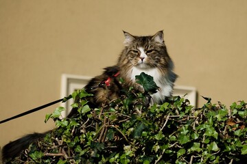 Siberian cat in the garden among autumn flowers and leaves, illuminated by the sun's rays.