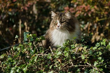 Siberian cat in the garden among autumn flowers and leaves, illuminated by the sun's rays.