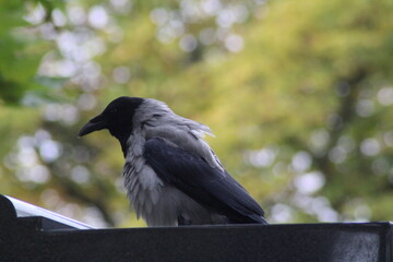 A curious crow perched on a trash can in a lush green park during a sunny afternoon in early spring