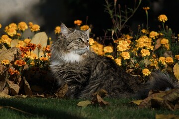 Siberian cat in the garden among autumn flowers and leaves, illuminated by the sun's rays.
