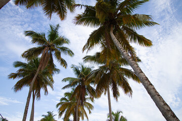 Palm trees cover the sky on the north coast of the Dominican Republic 2012