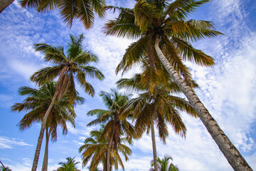 Obraz premium Palm trees cover the sky on the north coast of the Dominican Republic 2012