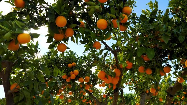 oranges on tree