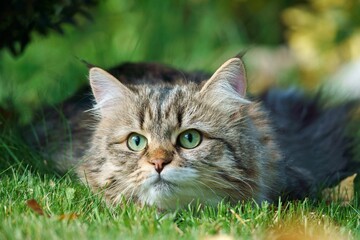 Siberian cat with thick fur and green eyes lies on the grass in a natural environment.