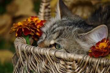 Siberian kitten lies in a wicker basket among autumn leaves and flowers, everything is placed on the grass.