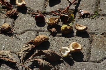 Hazelnuts and autumn leaves scattered on a cobblestone path during a sunny afternoon in a peaceful...
