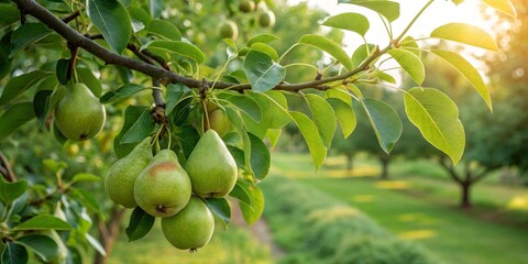 Architectural Photography of Organic Pears: Juicy Young Pears on a Branch of a Young Tree in a Lush Garden Setting, Showcasing Nature's Bounty and Healthy Living