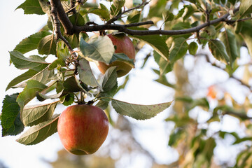Red apple in a tree during autumn
