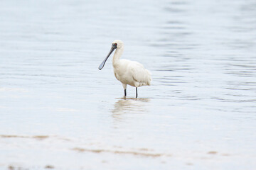 A Black-Faced Spoonbill Forages in Shallow Waters