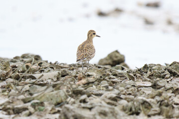 Golden Plover Perched on a Rocky Shoreline, Lau Fau Shan, Hong Kong