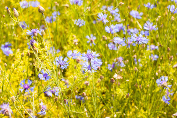 Summer landscape with bright blooming cornflowers in a field