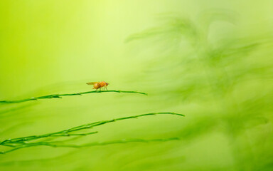 Bug sitting on top of the plant