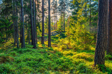 Fototapeta premium Forest with nice green colors