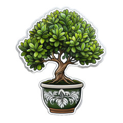 Boxwood bonsai in decorative pot sticker with white outline, lush foliage