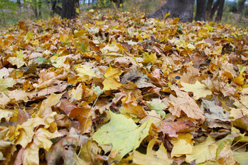 autumn leaves on the ground