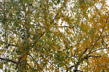 autumn birch tree behind yellow and green leaves,  beautiful colorful autumn background