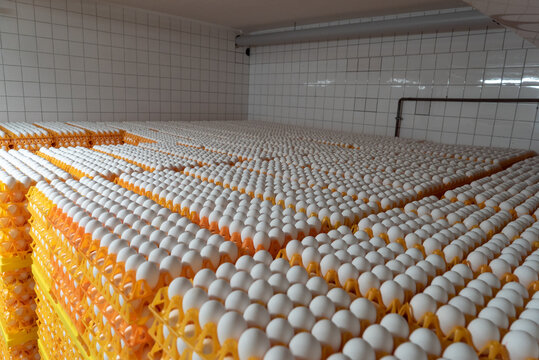 100.000 Eier in einem K&uuml;lhaus auf Paletten