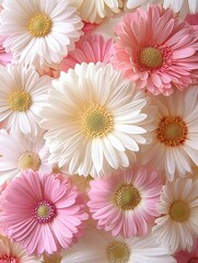 Blooming Spring White Gerbera Daisy floral flower 