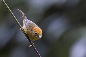 Rufous-capped Babbler, Cyanoderma ruficeps, Sikkim, India