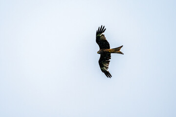 Greifvogel im Flug
