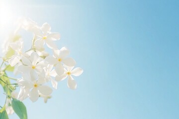 Photo of delicate white spring flowers against the blue sky, background for design, printing, banners