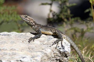 Laudakia sp. is an agamid lizard. Agamidae is a family of over 550 species of iguanian lizards indigenous to Africa, Asia, Australia, and a few in Southern Europe. Uttarkashi, Uttarakhand.