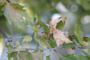 Detailed view of autumn leaves showing signs of decay and vibrant green foliage in a forest during...