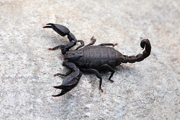 Scorpiops is a genus of scorpions in the family Scorpiopidae. It is distributed throughout much of Asia. Photographed in Uttarkashi.
