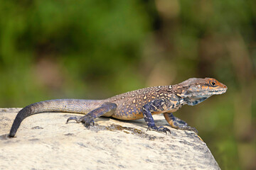 A basking agamid lizard, Photographed in Dharamshala, Himachal Pradesh.