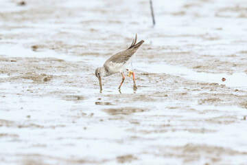 A Common Redshank Forages in the Muddy Flats, Lau Fau Shan, Hong Kong
