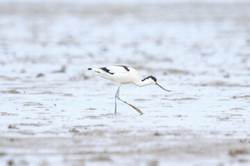 A Pied Avocet Foraging in Shallow Waters
