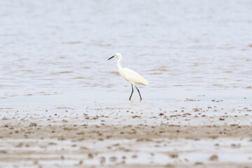 A Graceful Little Egret Wades Through the Shallow Waters, Lau Fau Shan, Hong Kong