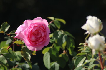 A close-up view of a blooming pink rose surrounded by lush green leaves and white flower buds in a garden setting during daylight