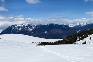 Spruce and snow on the mountains against a blue sky. Nature landscape winter concept. A big snowy forest in the mountains. Spruce trees in the mountains with a big sky lifestyle and snowy mountains.