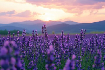 Fototapeta premium A serene field of lavender at twilight with vibrant purple hues, a soft breeze, and the silhouettes of distant mountains, capturing a dreamy, fragrant, and tranquil atmosphere.