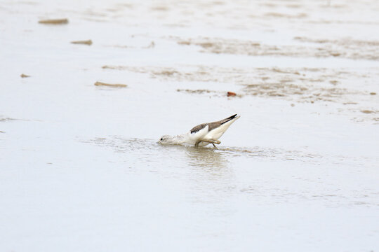 Wading Bird Searching for Food in Shallow Water, Lau Fau Shan, Hong Kong