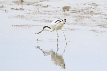 A Pied Avocet Foraging in Shallow Waters