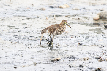 A Chinese Pond Heron Stalking Prey in the Shallow Waters