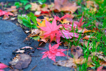 石畳に落ちた紅葉