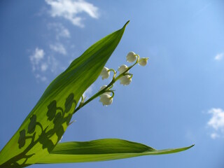 Lily of the valley, Convallaria majalis, green leaf with shadow of bells shaped flowers on sunny weather with blue sky and white clouds. Topics: beauty of nature, blooming, flowering, vegetation
