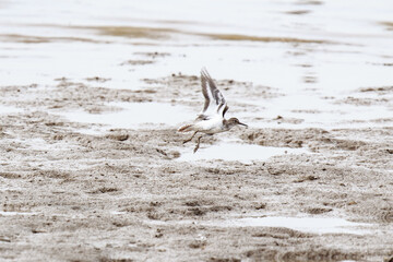 Graceful Sandpiper Taking Flight Over a Sandy Shoreline