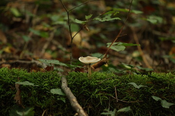 Champignon d'automne 