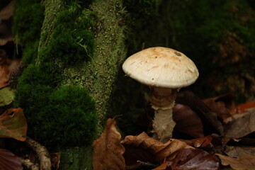 Fototapeta premium Champignon d'automne 