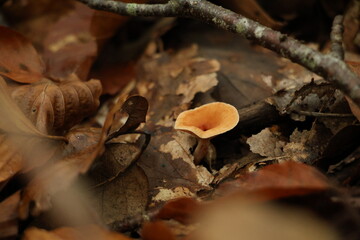 Champignon d'automne 