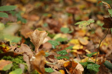 Champignon d'automne 
