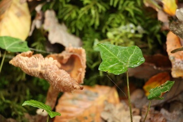 Champignon d'automne 